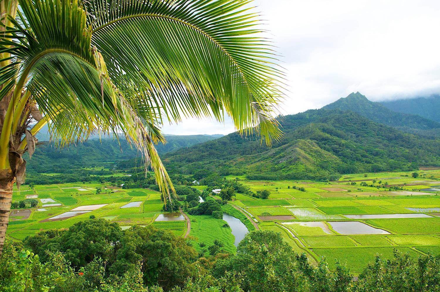 Waipouli Beach Resort Penthouse Beautiful Oceanview Aloha! Ac Pool Kapa'a Buitenkant foto